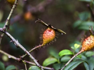 ���ǹ޵Ĺ�Ч������ ���ǹ޵��÷�����