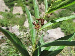 ţ�Ĳ��Ĺ�Ч������ ţ�Ĳ����÷�����