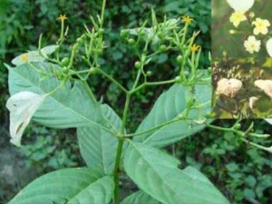 �����ʲݵĹ�Ч������ �����ʲݿ����ݾ���