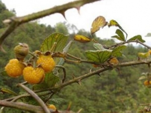 ţβ�ݵĹ�Ч������ ţβ�ݵĸ�������