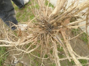 ɳ�Ǹ��Ĺ�Ч������ ɳ�Ǹ��ĸ���