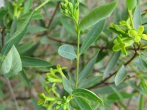 �˸����Ĺ�Ч������ �˸�������θ����