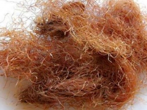 ������Ĺ�Ч������ �������и����Ժ���