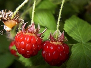 �����ӵĹ�Ч������ �����Ӳ�������˳����