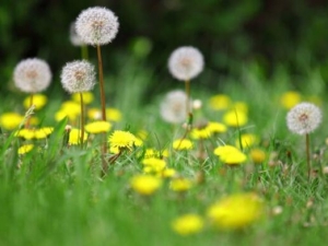 ���Ŷ��Ĺ�Ч������ �ѹ�Ӣ��ˮ�ȵĹ�Ч