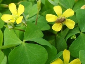 �����ݵĹ�Ч������ ����������Ҷ�ݵ�����