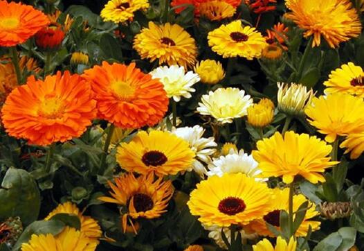 ��յ���Ĺ�Ч������ ��յ���ܻ�����