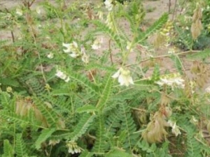 ���������� ��������Ч ��������������