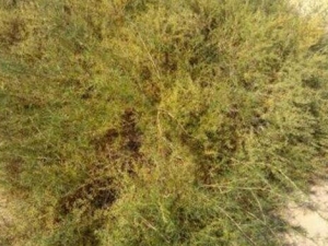 ��ɳ��Ĺ�Ч������ ��ɳ��ᵼ�±�����