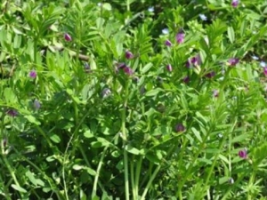 �󳲲˵�Ӫ����ֵ �󳲲˵�ʳ�÷���