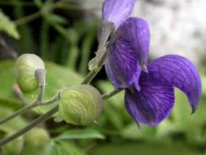 ��ͷ�Ĺ�Ч������ ��ͷ�ݾ����η�ʪ��