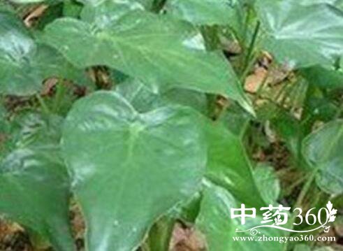 卜芥的功效与作用 卜芥能治牛皮癣吗