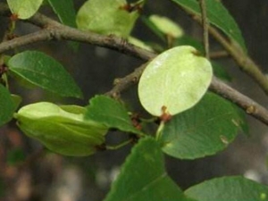 ����Ƥ�Ĺ�Ч������ ����Ƥ�ĸ�������