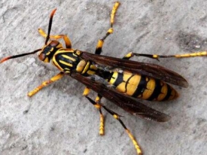 �����Ĺ�Ч������ �������������ô��