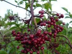 ɽ���ӵĹ�Ч������ ɽ���Ӻͺ��ĵ�����