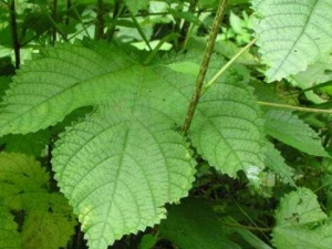 ������Ĺ�Ч������ ������۸��Ƕ��� �������������