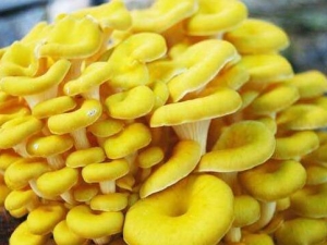 �ܻ�Ģ��Ӫ����ֵ �ܻ�Ģ��ʳ�÷���