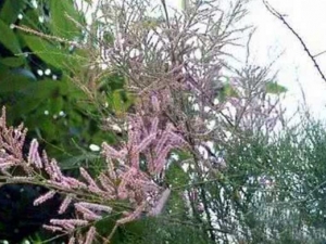 �������Ĺ�Ч������ ��������ʳ�ý���