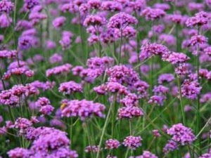 ���޲ݵĹ�Ч������ ���޲ݺ�޹�²ݵ�����