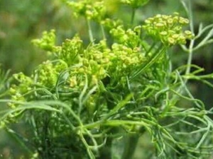 ݪ����Ĺ�Ч������ ݪ������÷�����