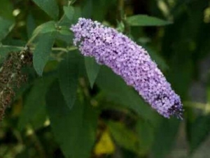 ����ݻ��Ĺ�Ч������ ����ݻ��ǲ��ǿ��Զ���