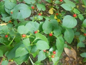 ʮ���ѵĹ�Ч������ ʮ�������ο�Ȯ����