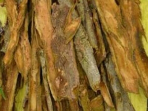 ľ������Ƥ�Ĺ�Ч������ ľ������Ƥ����θ����