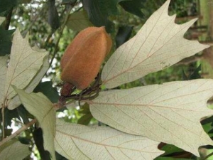 ��ë�컨�Ĺ�Ч������ ��ë�컨���÷�����