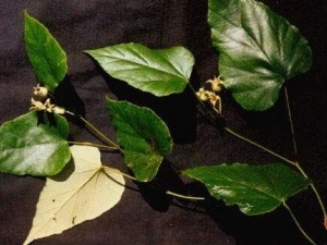 ̫ƽݮ�Ĺ�Ч������ ̫ƽݮ���÷�����