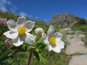 ̫�׻��Ĺ�Ч������ ̫�׻��ĸ���