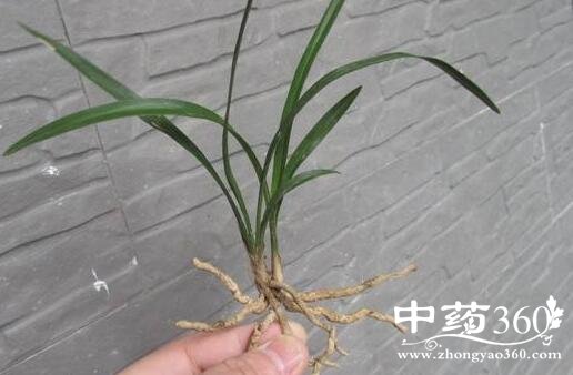 草龙根的功效与作用