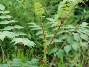 �BľҶ�Ĺ�Ч������ �BľҶ�ĸ�������