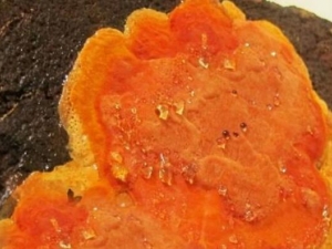 ţ��֥�Ĺ�Ч������ ���γ�ţ��֥����