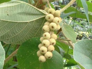 ��ëͩ�Ӹ��Ĺ�Ч������ ��ëͩ�Ӹ��ĸ���