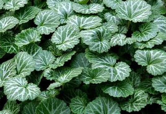 【图片】虎耳草的功效与作用|虎耳草的附方