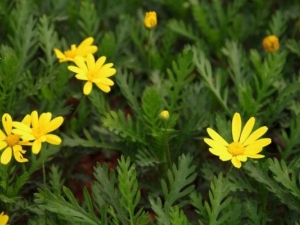 ��ͷ���Ĺ�Ч������ ��ͷ�����÷�����