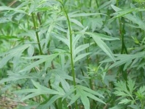 ţβ��Ĺ�Ч������ ţβ�����������Ǽ�ҩ��