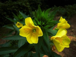 �¼��ݵĹ�Ч������ �¼�����������