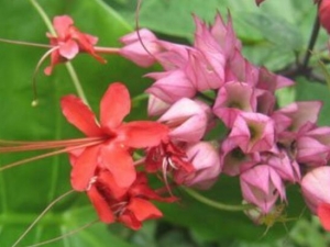 ��ĸ���ݵĹ�Ч������ ��ĸ���������¾�������