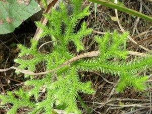 ���ݵĹ�Ч������ ������ʹ����