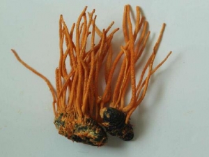 ӼݵĹЧ Ӽ붬Ĳݵ Ӽ