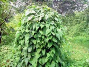 ҹ���ٵĹ�Ч������ ҹ�������ݽ���