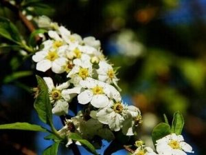 ̨��Ц�̻��Ĺ�Ч������