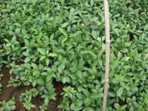 ľ֦ҶĹЧ ľ֦ҶӸҷ