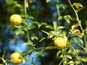 ҩ����ʳ��������� ҩ�ŵ���������Щ����