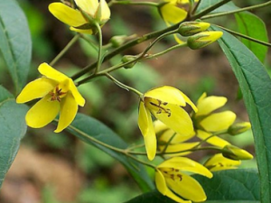 ������_�������Ĺ�Ч|�÷�