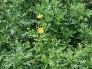 �ƻ�����_�ƻ����ӵĹ�Ч|�÷�����