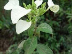 �����Ĺ�Ч������ �����ĸ�������