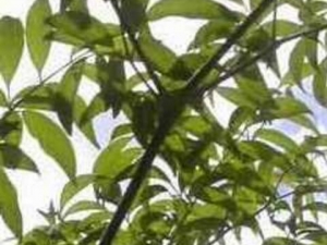 ����ҩ�Ĺ�Ч������ ����ҩ����������