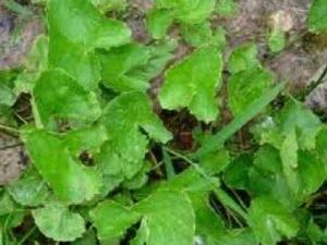 ��ô�Ĺ�Ч������ ��õĸ���